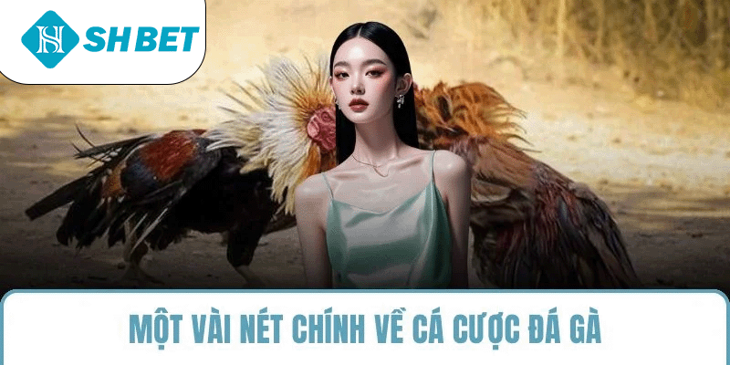 Một vài nét chính về cá cược đá gà SHBET